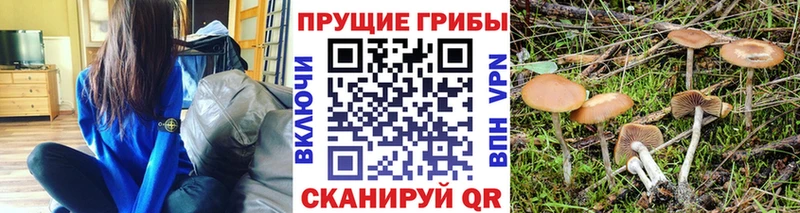 даркнет сайт  Дивногорск  Псилоцибиновые грибы Psilocybine cubensis 