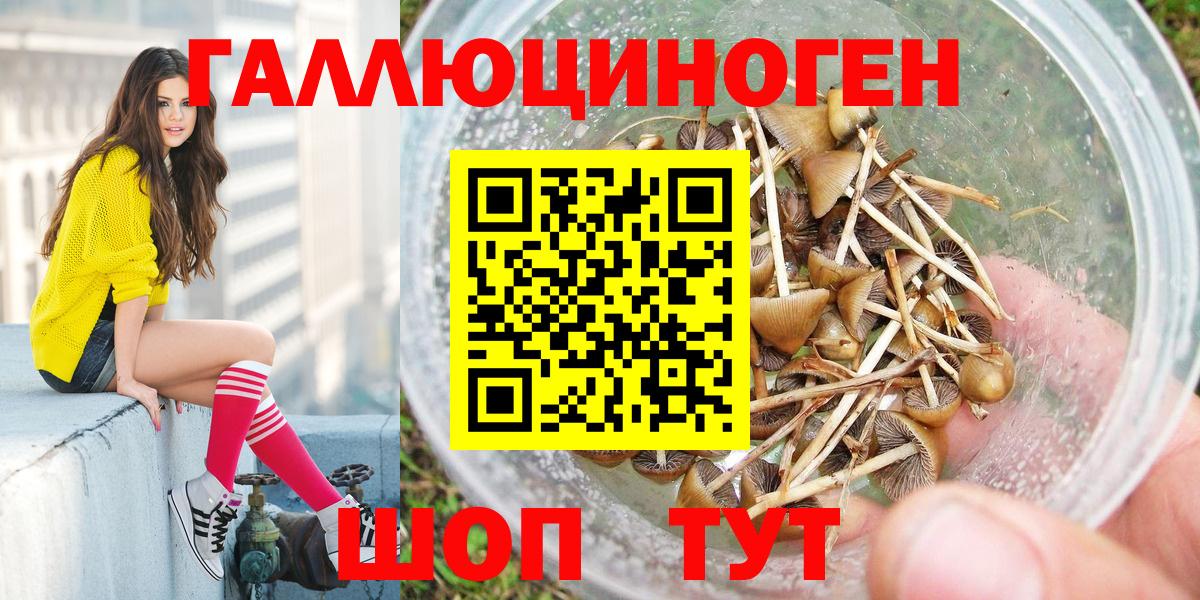 Псилоцибиновые грибы Cubensis Дивногорск